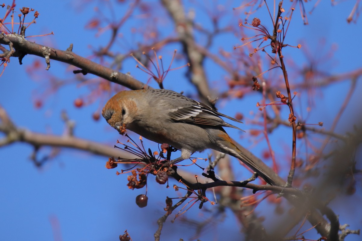Смеречник тайговий - ML645759207