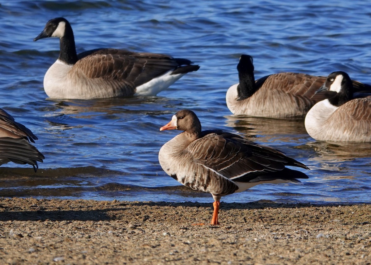 Greater White-fronted Goose - ML645759209