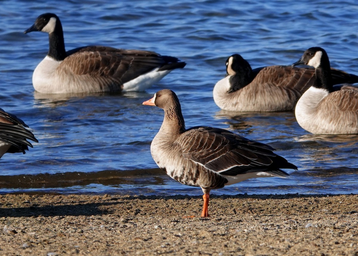 Greater White-fronted Goose - ML645759210