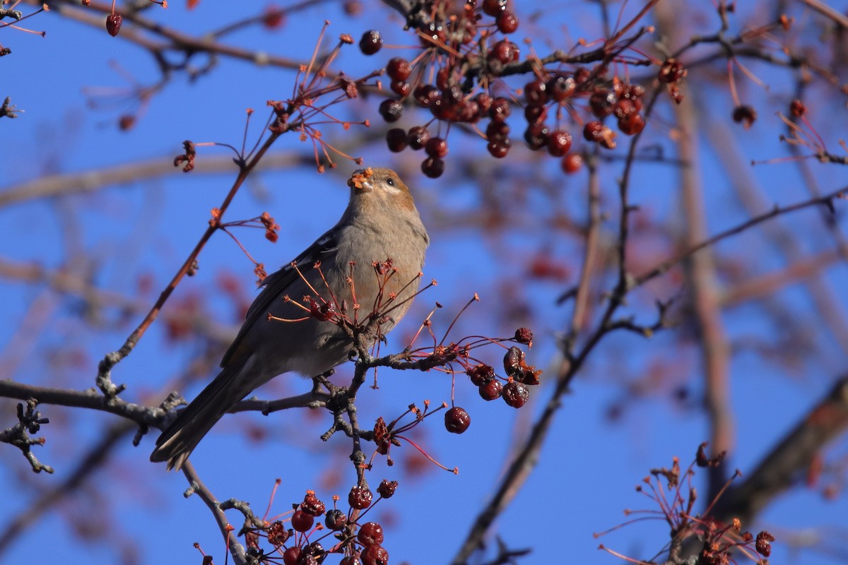 Смеречник тайговий - ML645759211