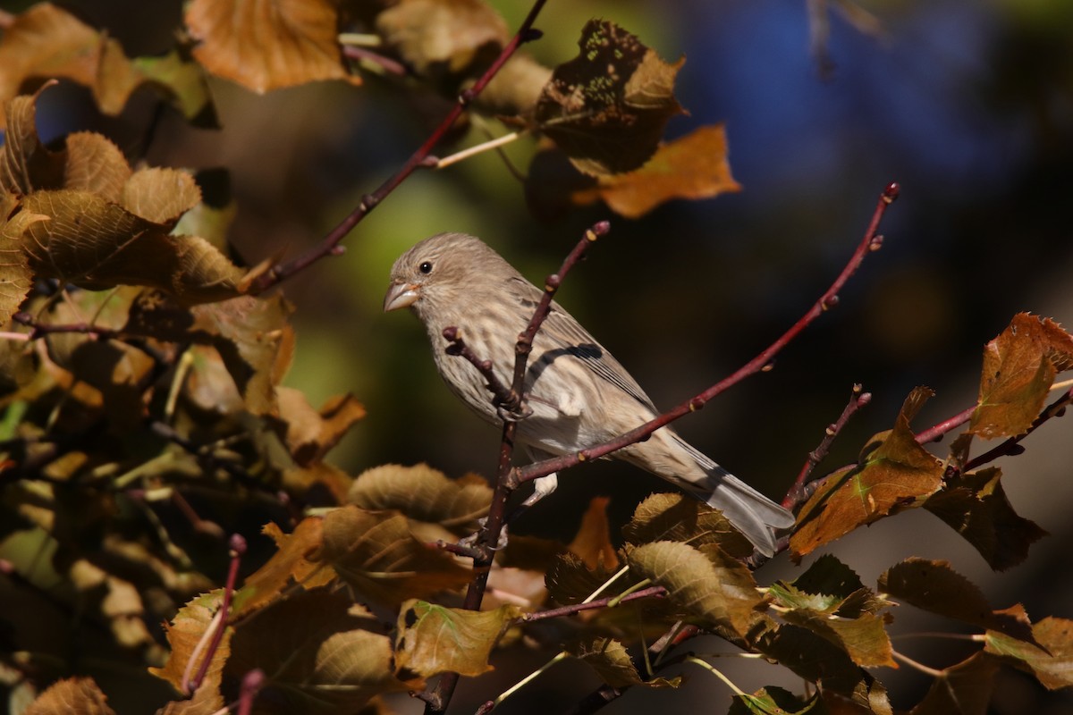 hýl rudoprsý - ML645759215