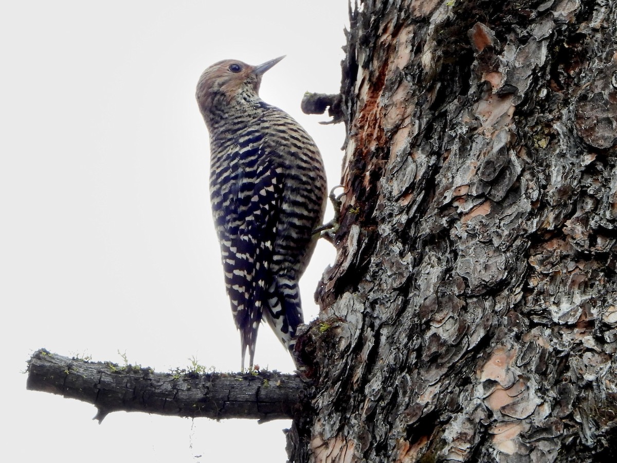 Сосновый дятел-сокоед - ML645759216