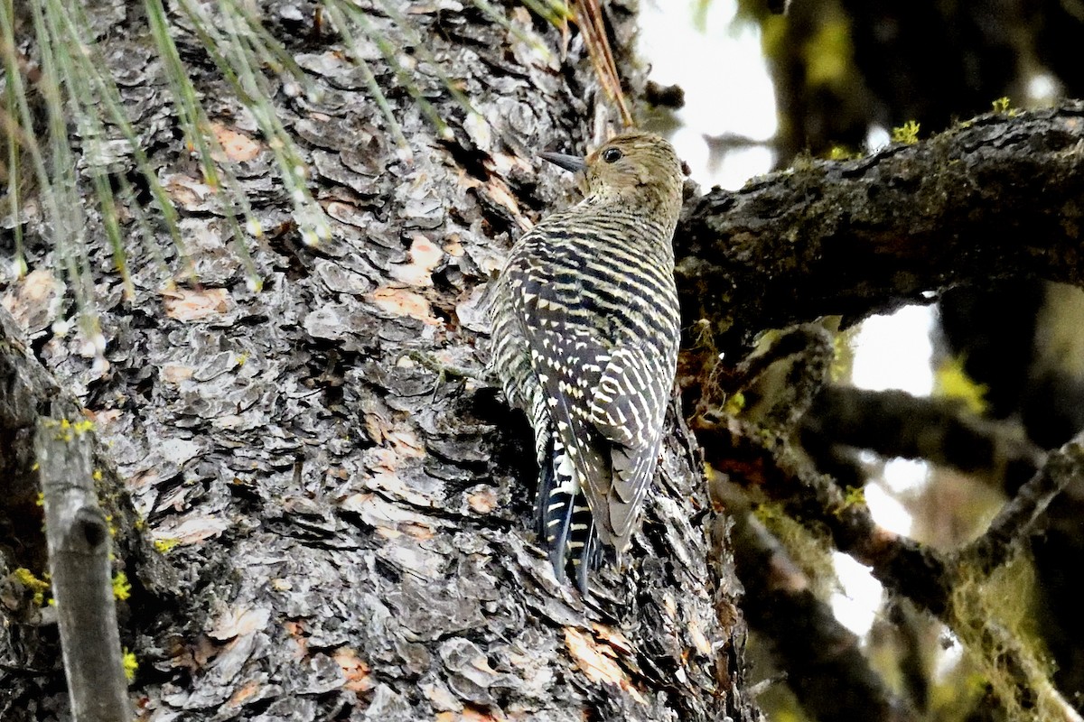 Сосновый дятел-сокоед - ML645759217