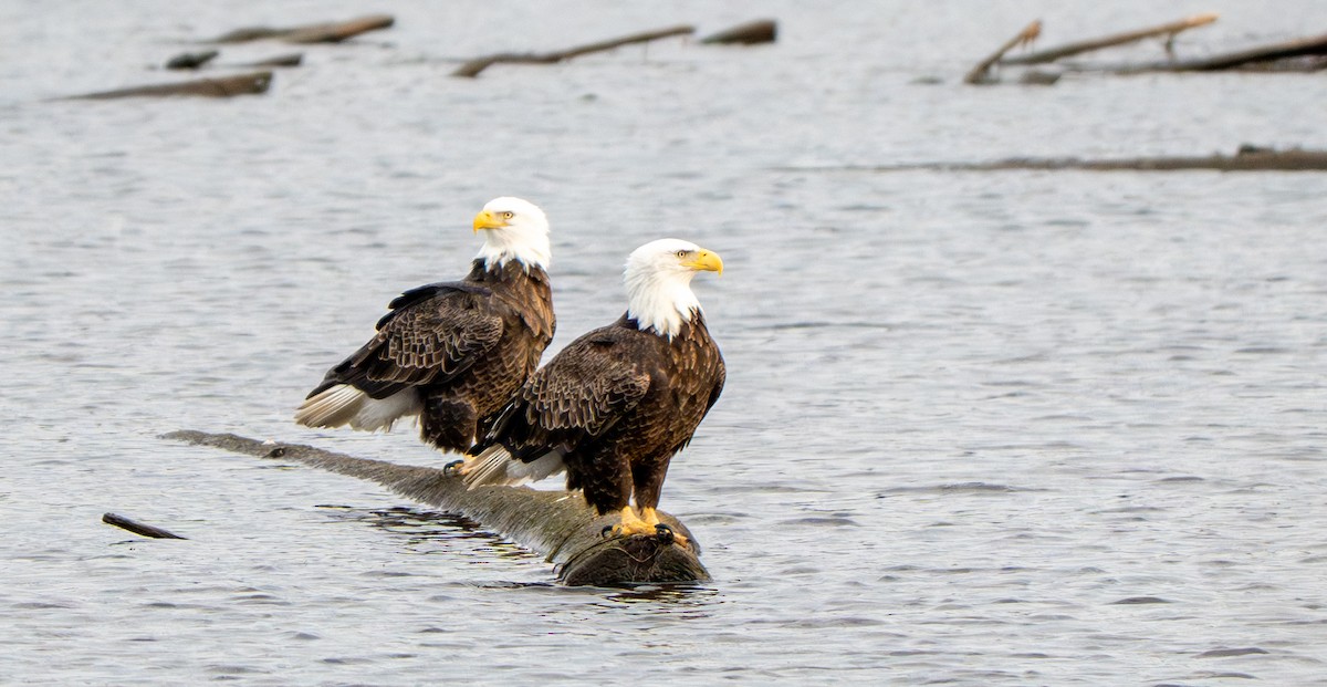 Bald Eagle - ML645759218