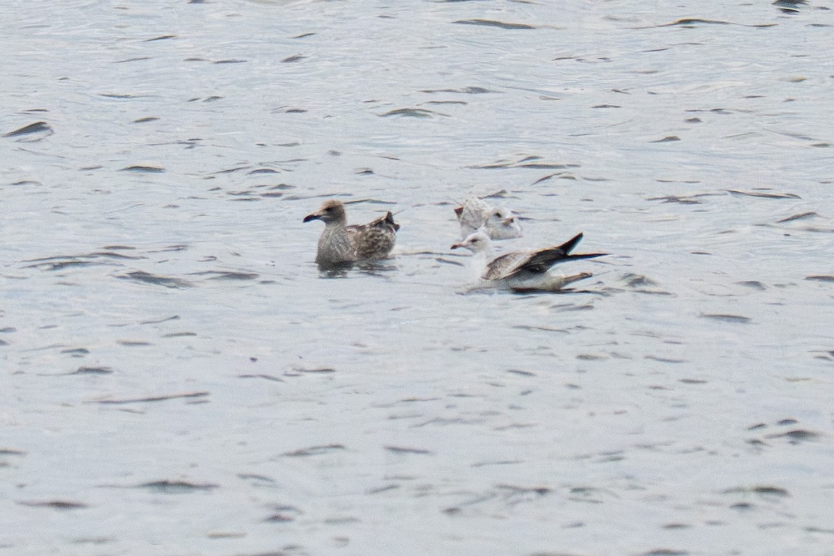Lesser Black-backed Gull - ML645759220