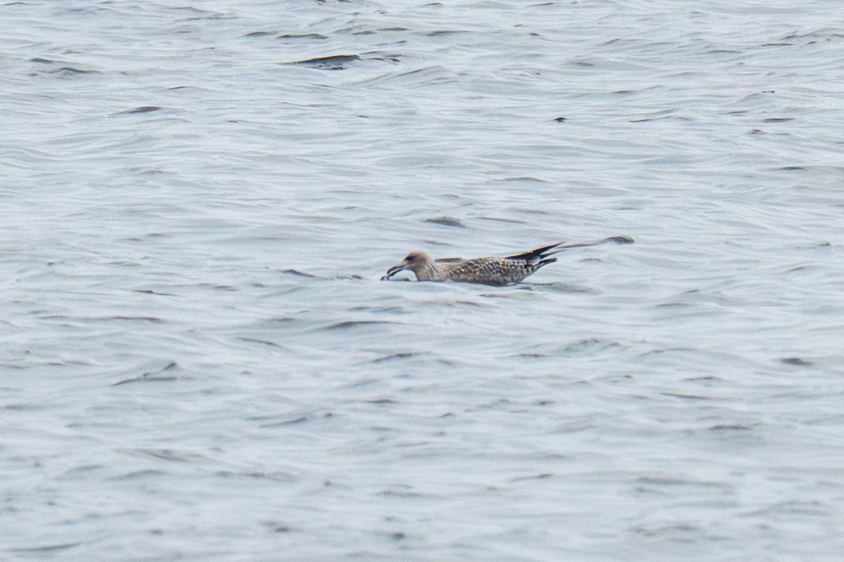 Lesser Black-backed Gull - ML645759221