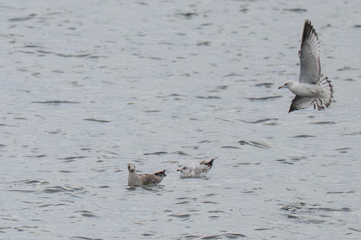 Lesser Black-backed Gull - ML645759222