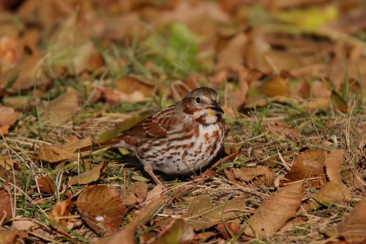 Fox Sparrow - ML645759223