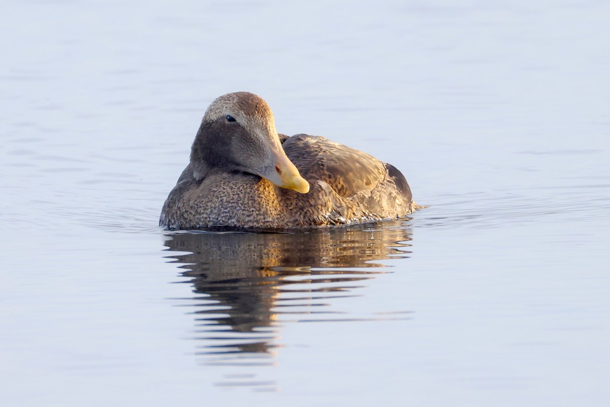 Common Eider - ML645759225