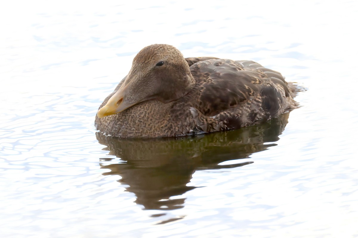 Common Eider - ML645759227