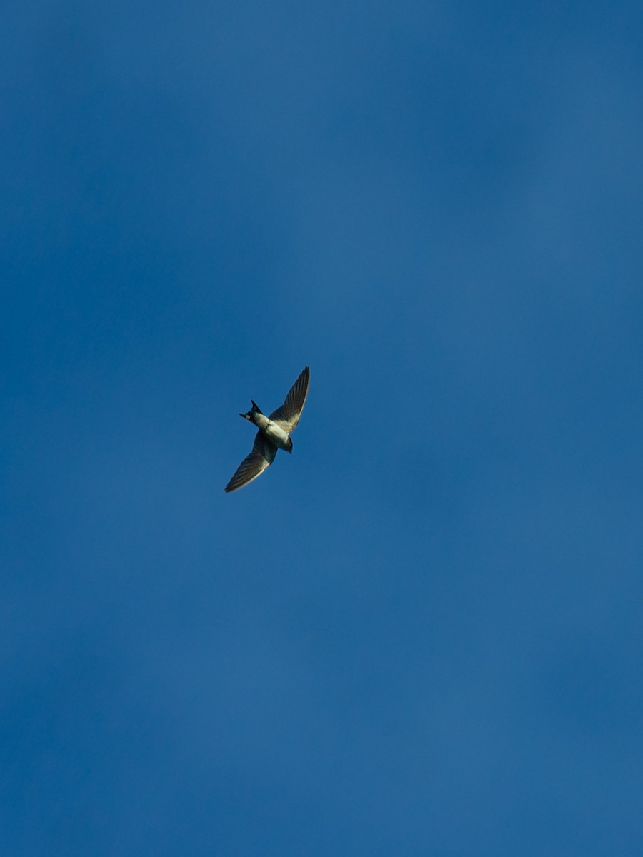 Barn Swallow - ML645759231