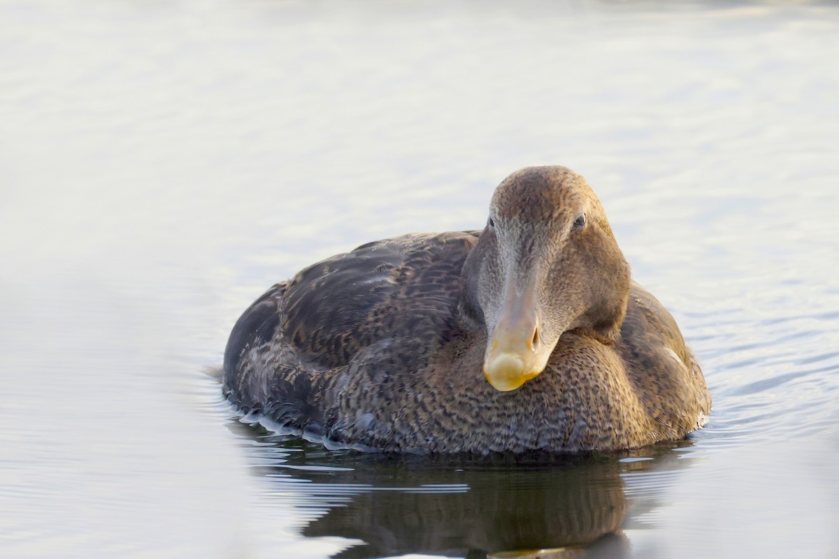 Common Eider - ML645759232