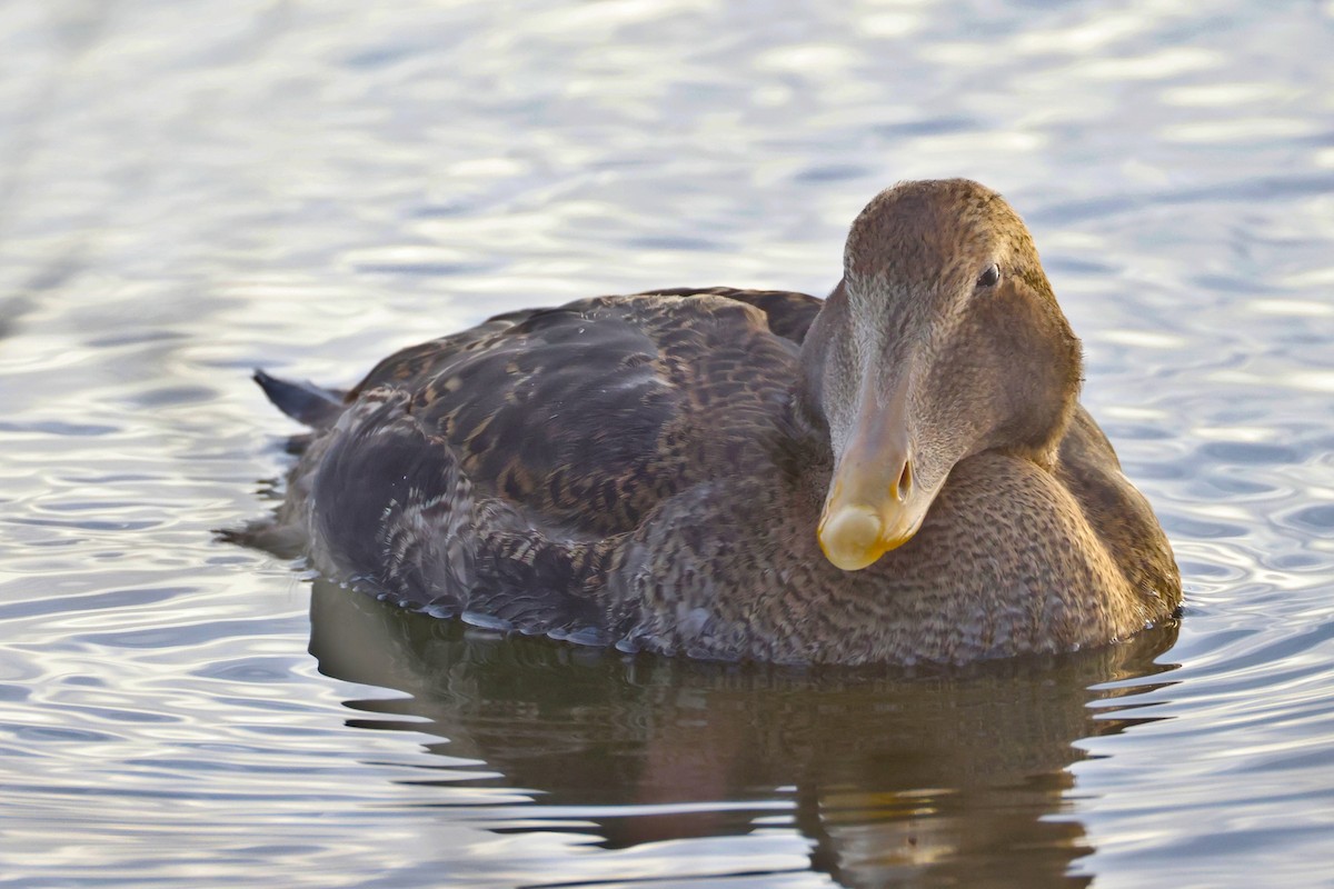 Common Eider - ML645759234