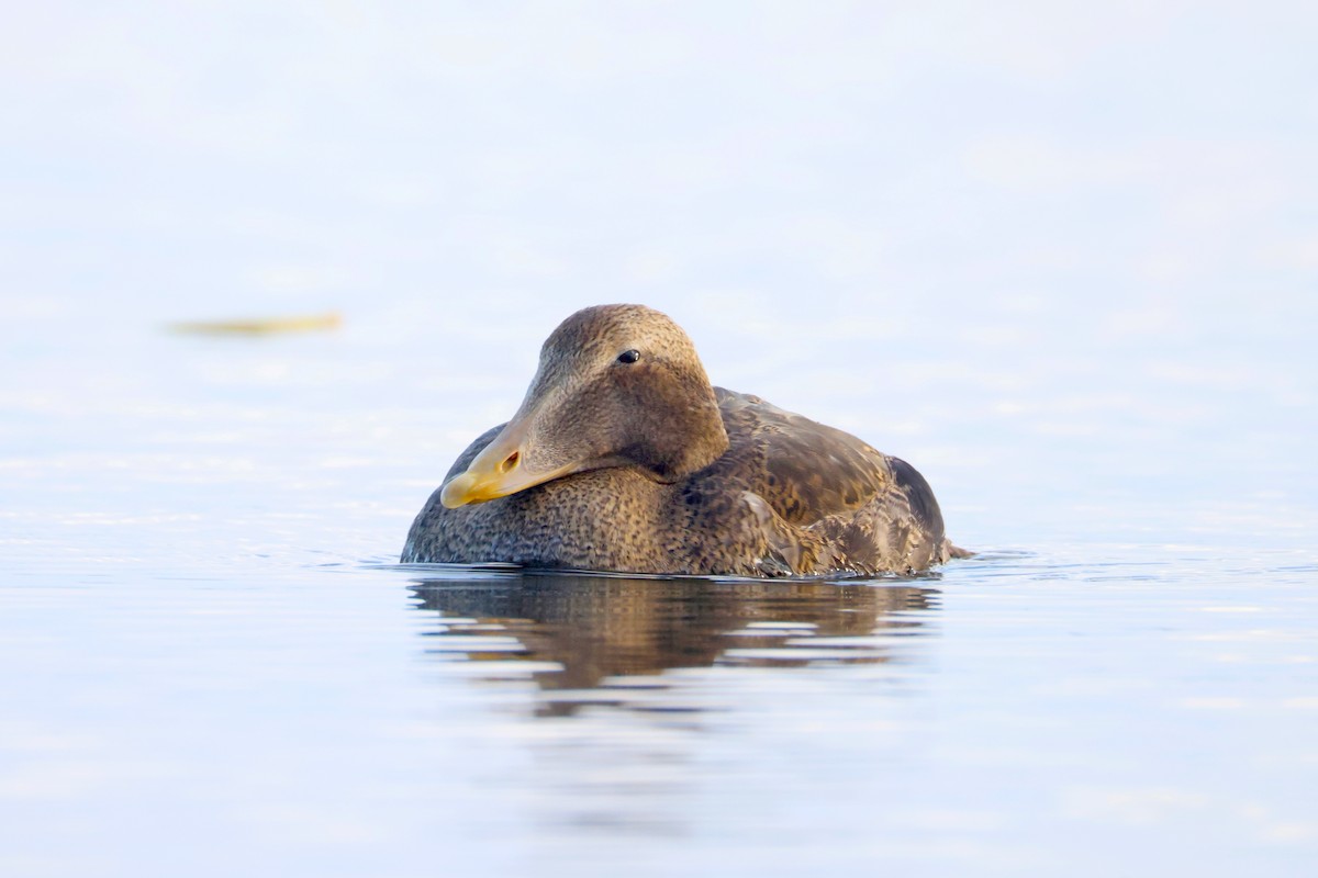 Common Eider - ML645759235