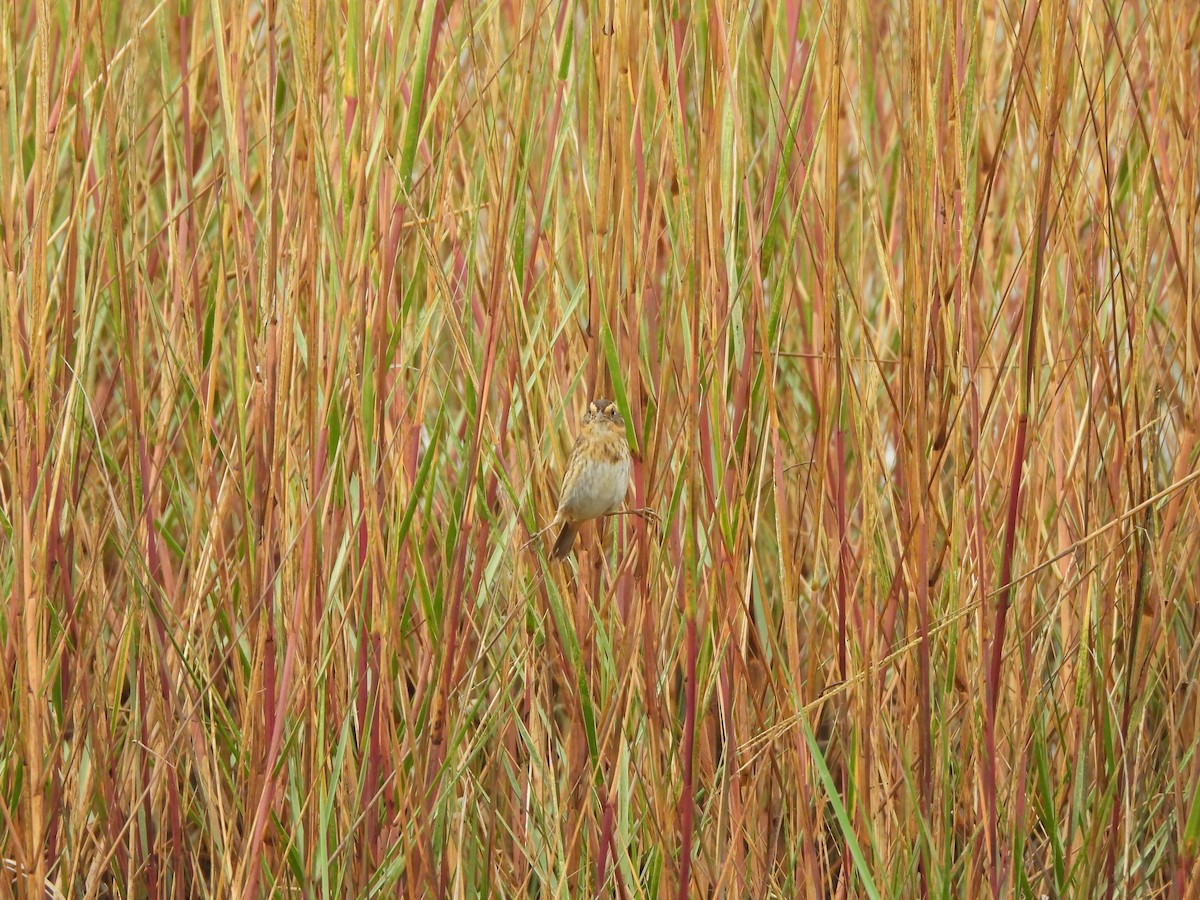 Nelson's Sparrow - ML645759239
