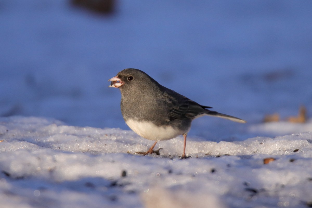 strnadec zimní - ML645759248