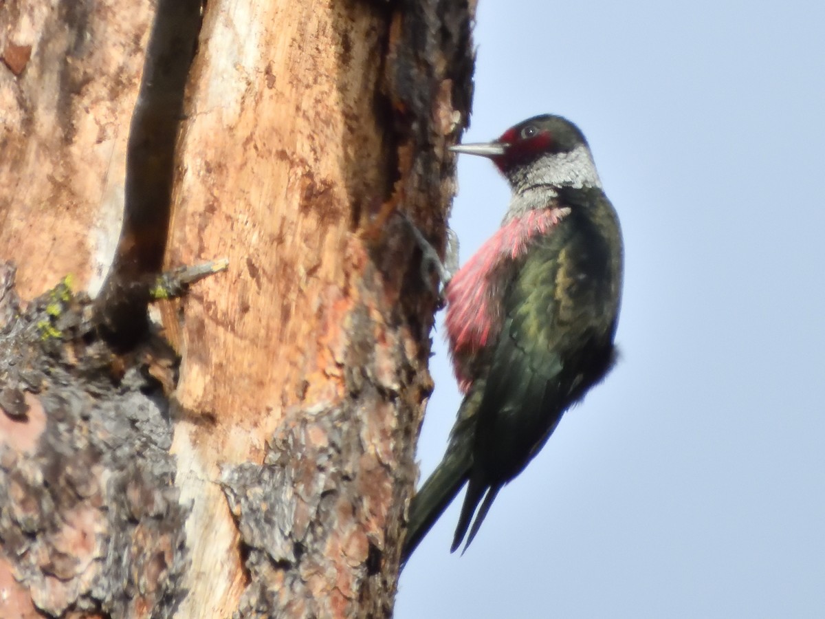 Краснолицый дятел - ML645759252