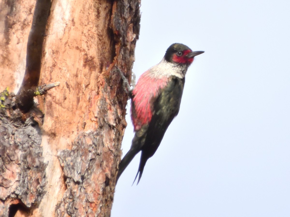 Краснолицый дятел - ML645759253