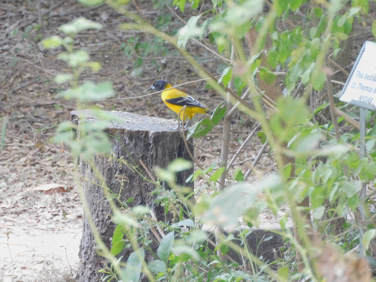 Audubon's Oriole - ML645759260
