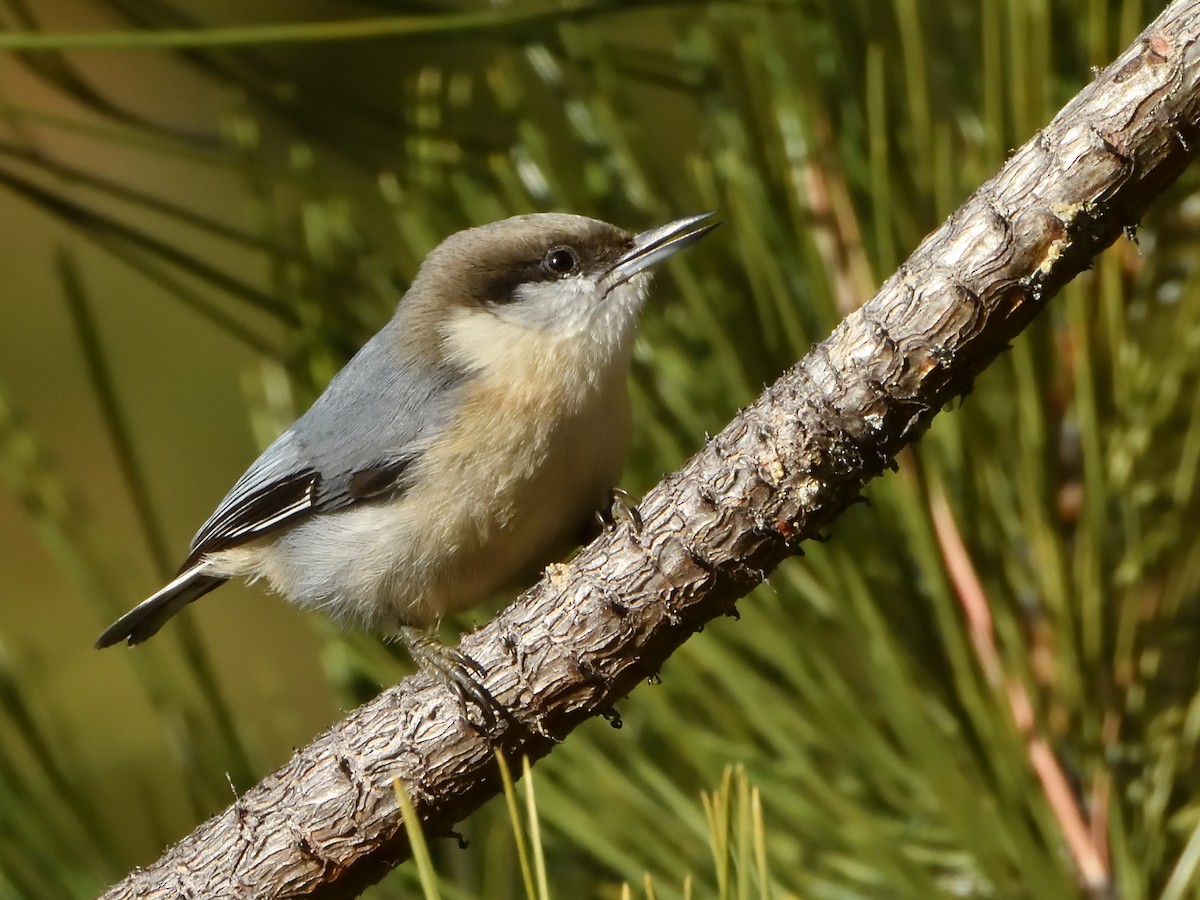 Pygmy Nuthatch - ML645759267