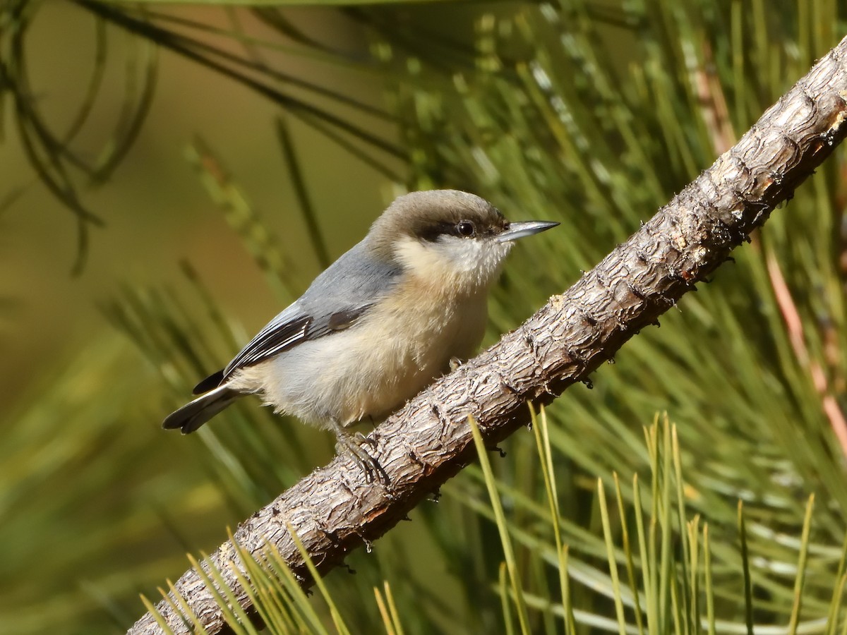Pygmy Nuthatch - ML645759268