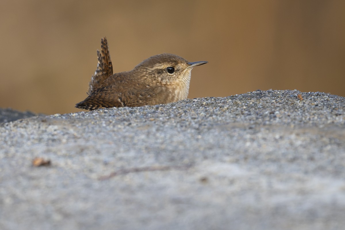 Winter Wren - ML645759279