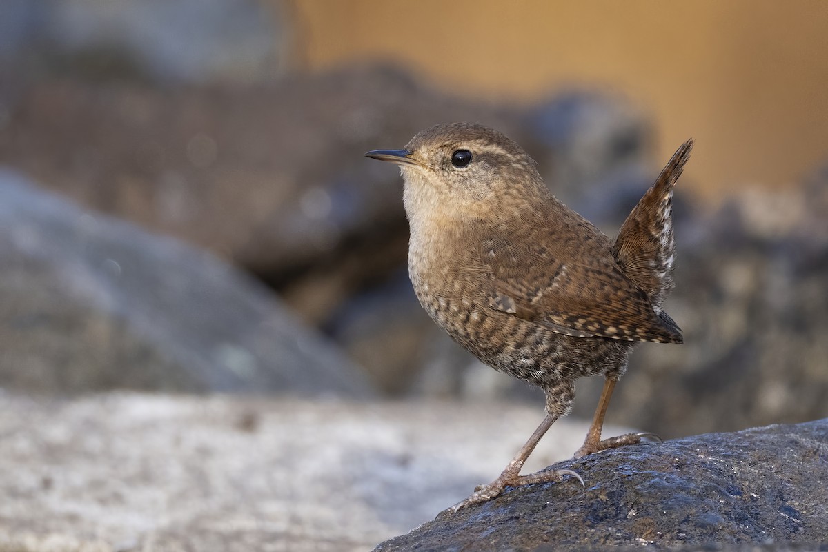 Winter Wren - ML645759280