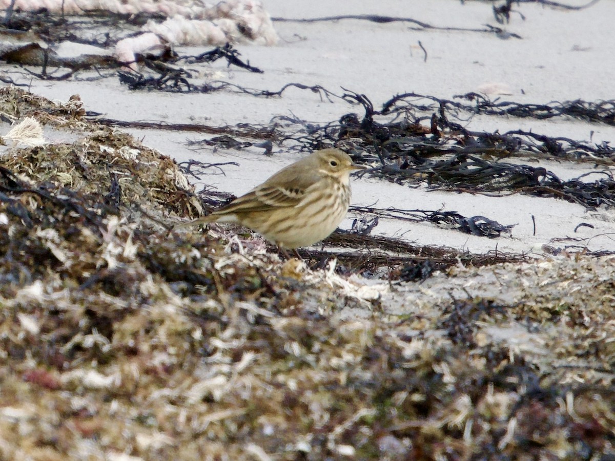 linduška tundrová - ML645759283