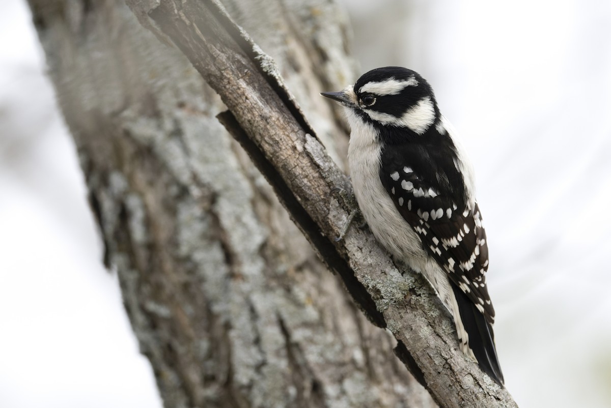 Downy Woodpecker - ML645759285