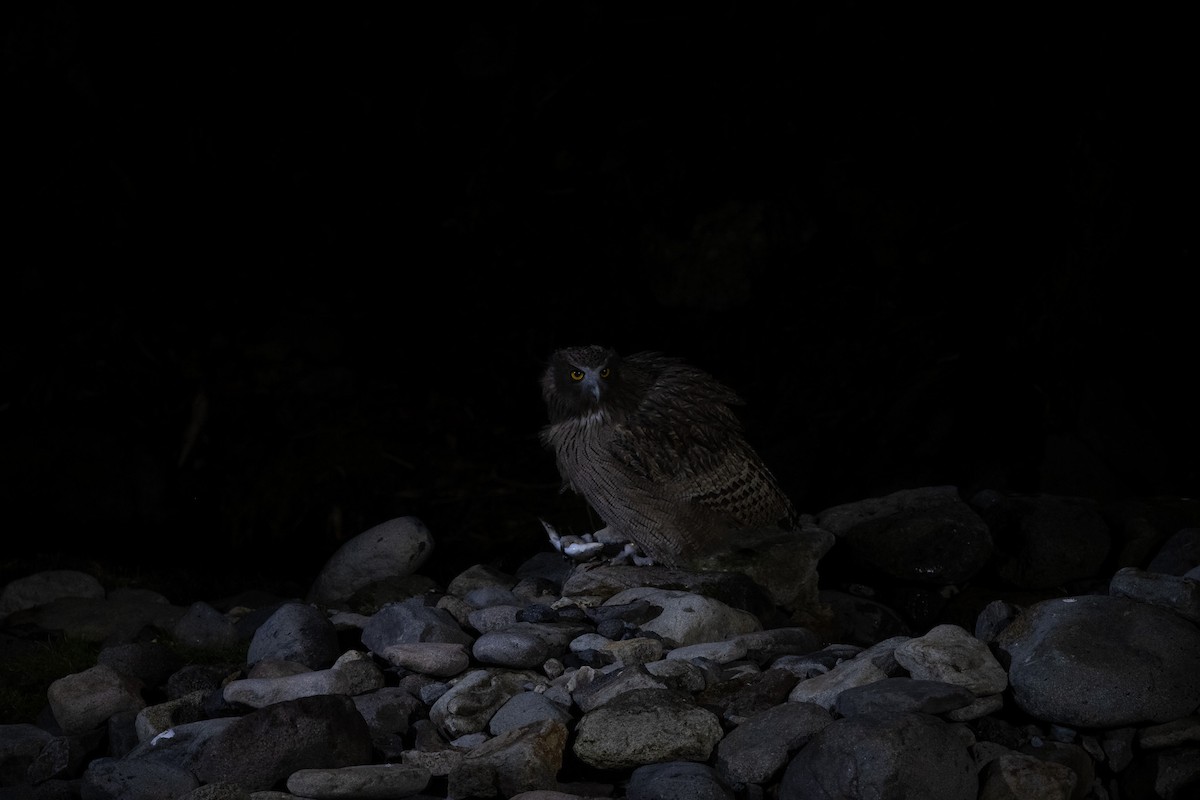 Blakiston's Fish-Owl - ML645759292
