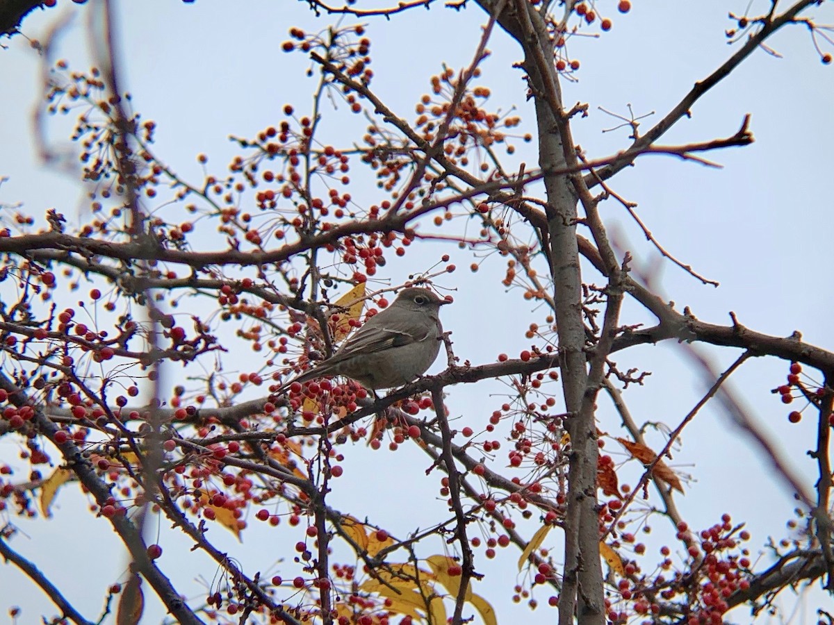 Townsend's Solitaire - ML645759293
