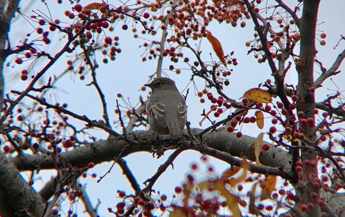 Townsend's Solitaire - ML645759294