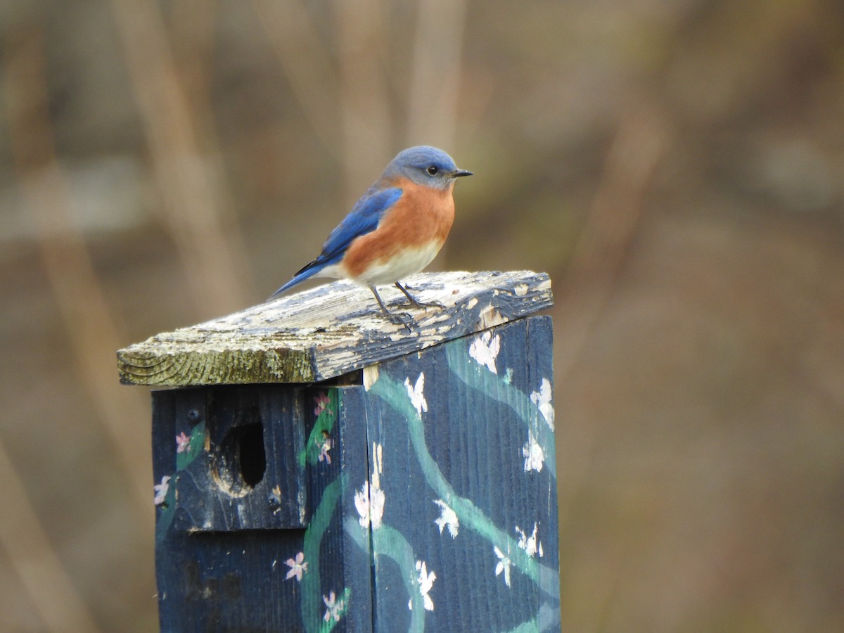 Eastern Bluebird - ML645759296