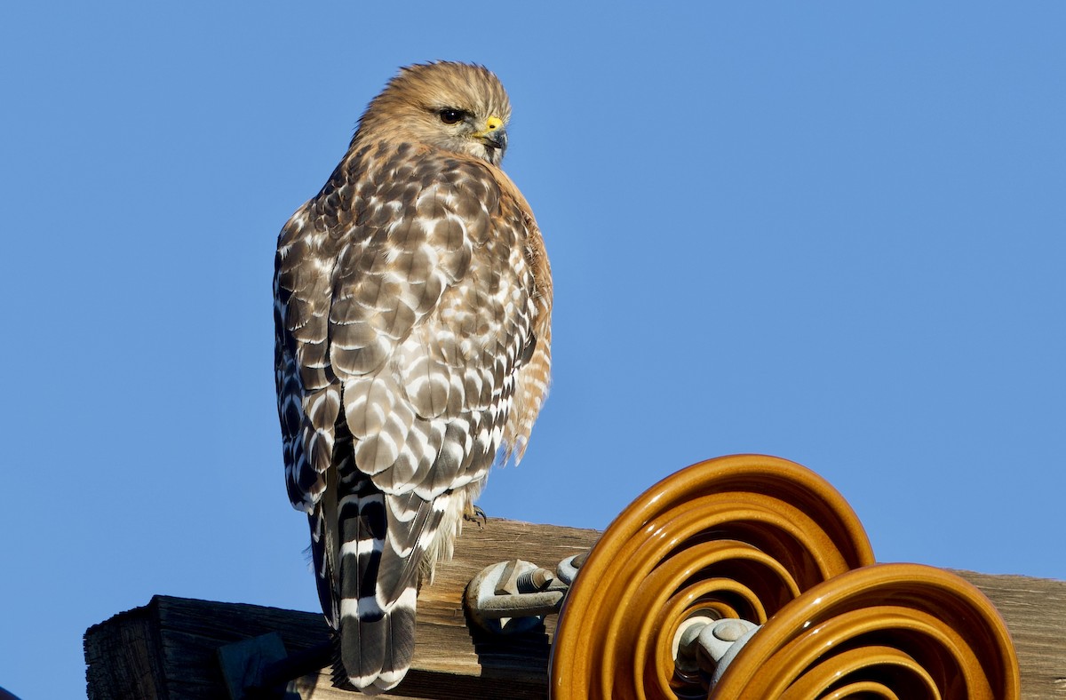 káně páskovaná - ML645759298