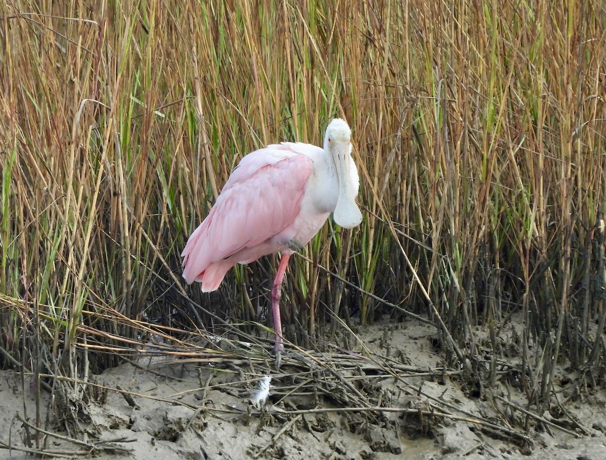 Roseate Spoonbill - ML645759302