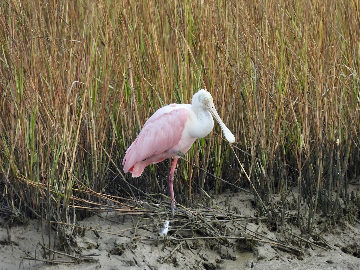 Roseate Spoonbill - ML645759303