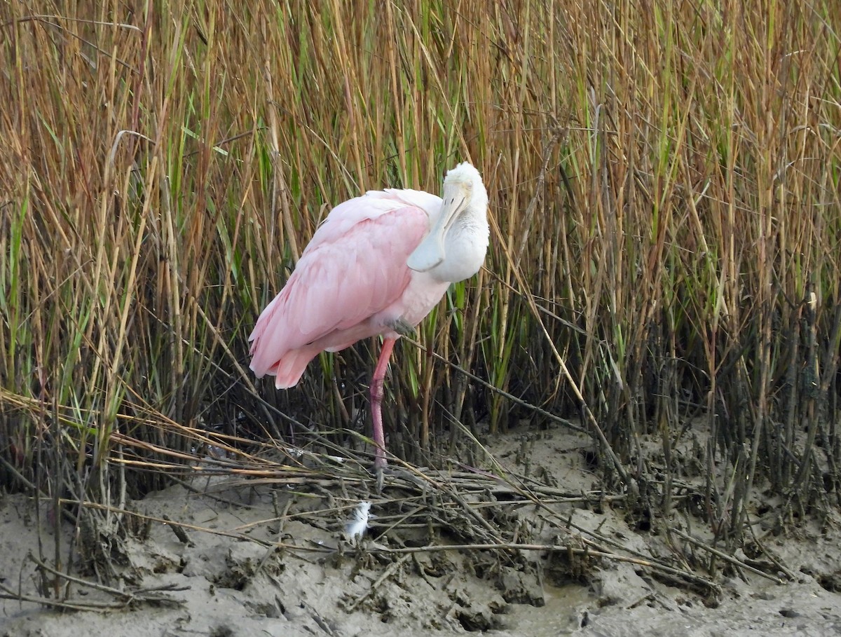 Roseate Spoonbill - ML645759304