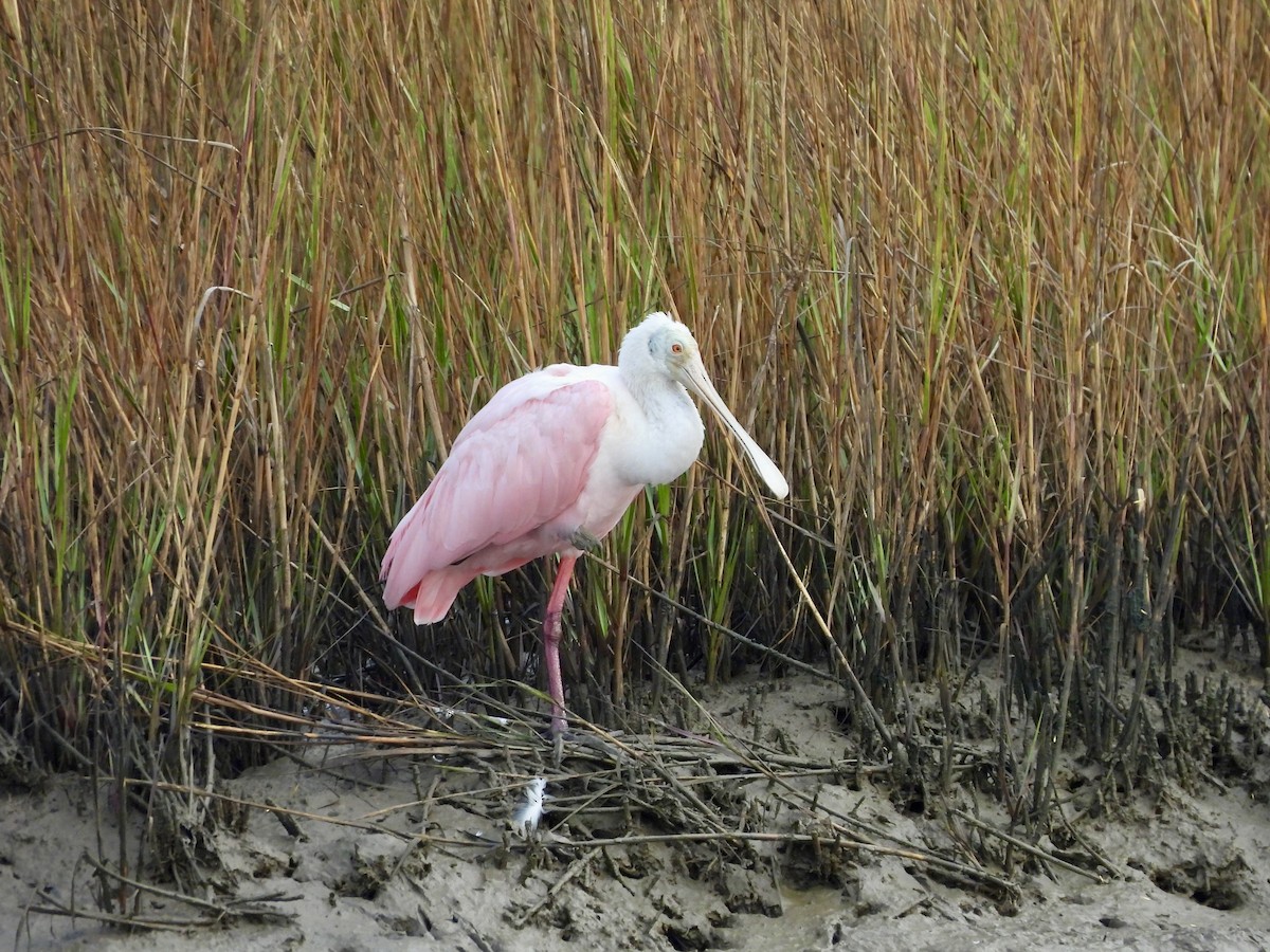 Roseate Spoonbill - ML645759305