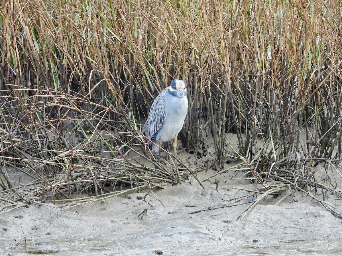 Yellow-crowned Night Heron - ML645759312
