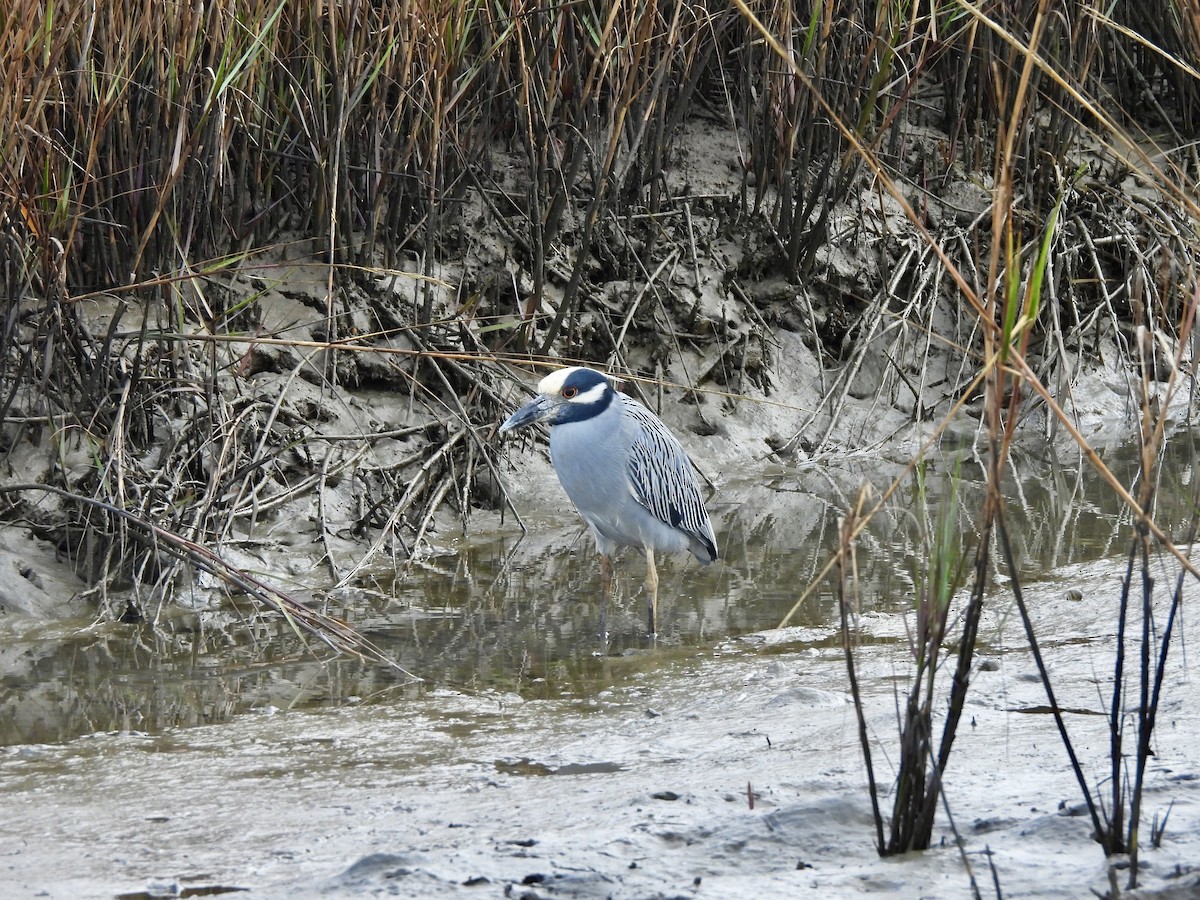 Yellow-crowned Night Heron - ML645759316
