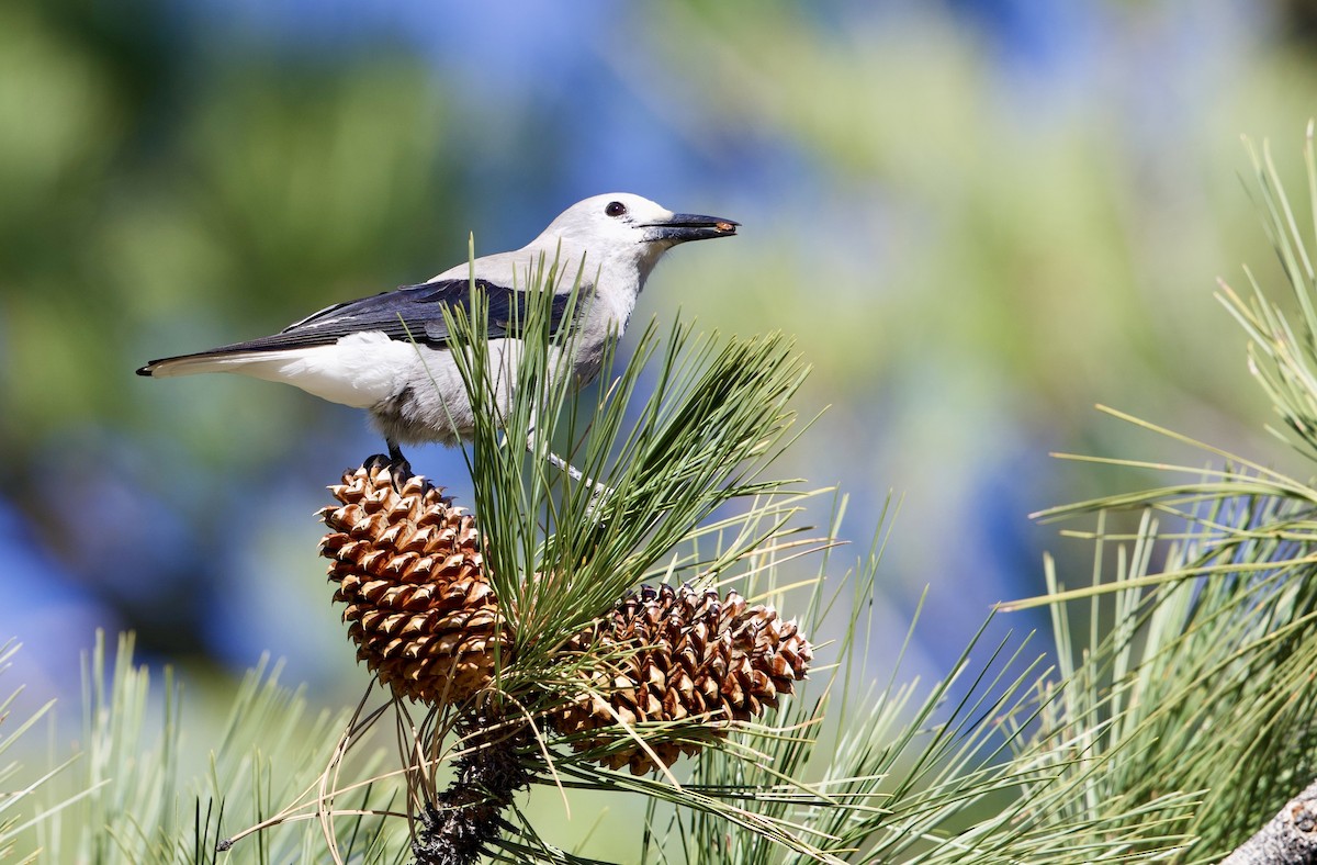 ořešník americký - ML645759321