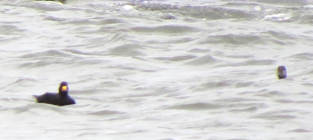 amerikasvartand - ML645759328