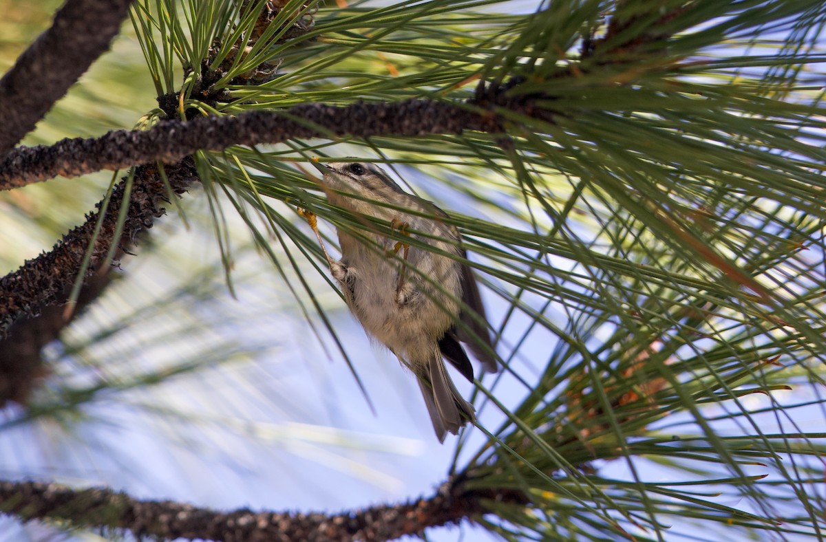 králíček zlatohlavý - ML645759334