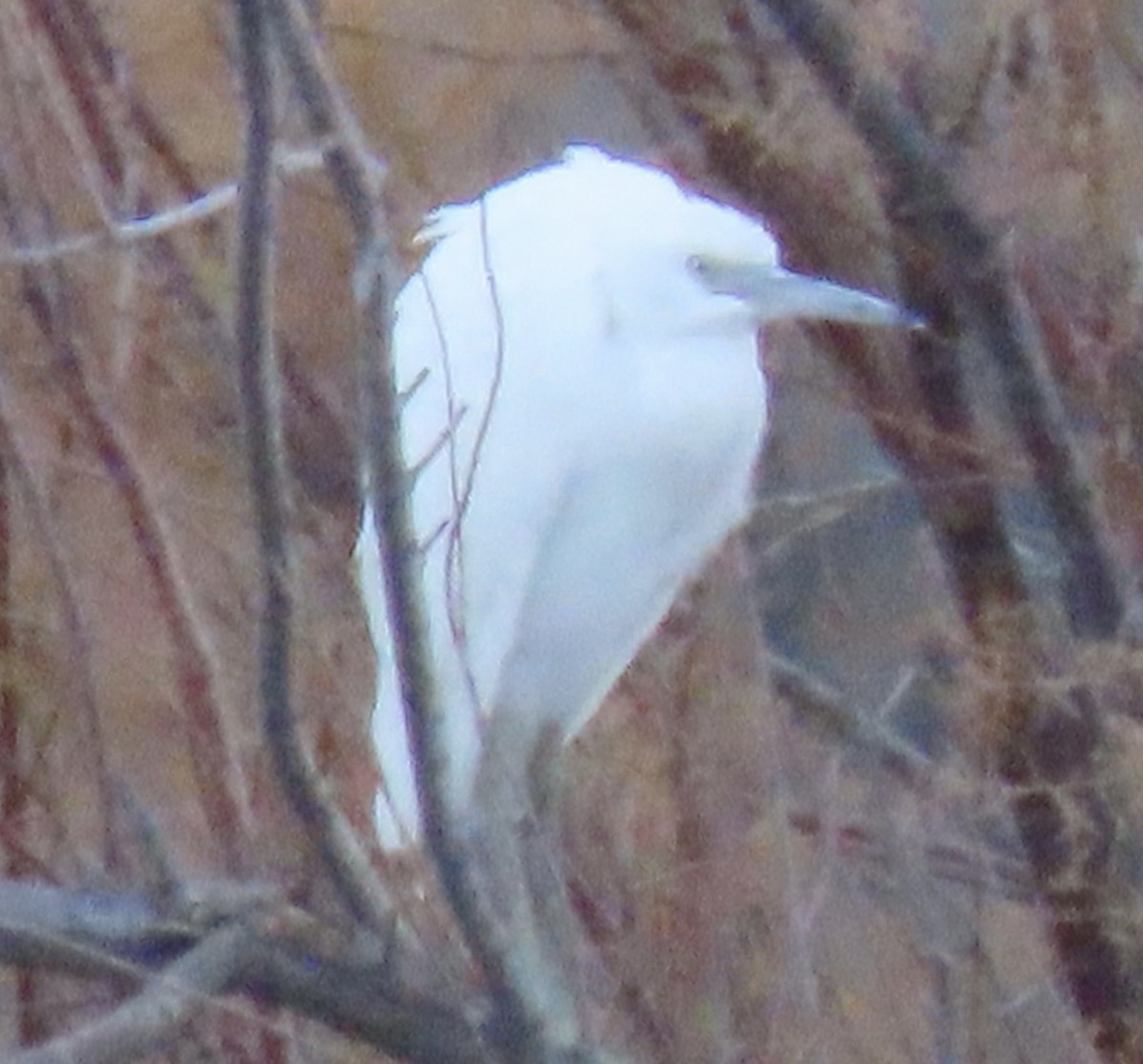 Little Blue Heron - ML645759336