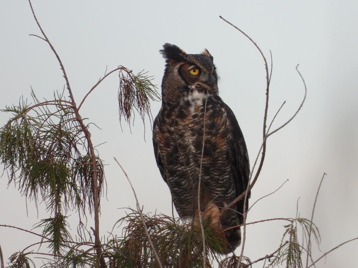 Great Horned Owl - ML645759340