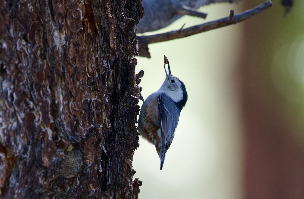 brhlík běloprsý - ML645759344