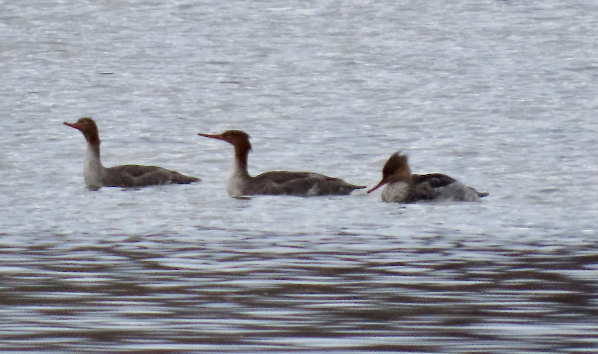 Red-breasted Merganser - ML645759346