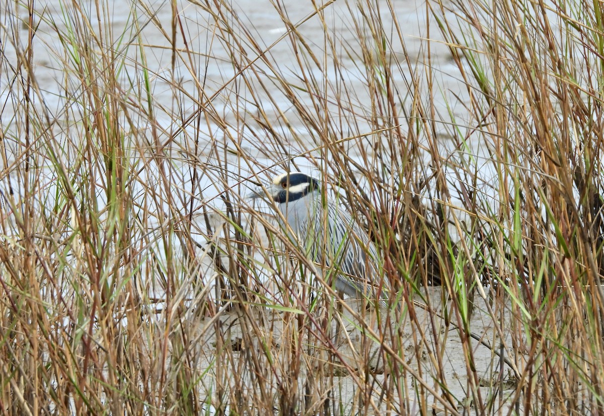 Yellow-crowned Night Heron - ML645759358