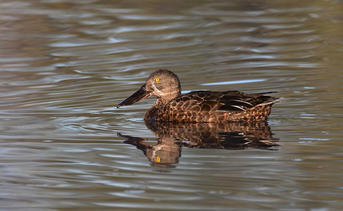 ミカヅキハシビロガモ - ML645759362