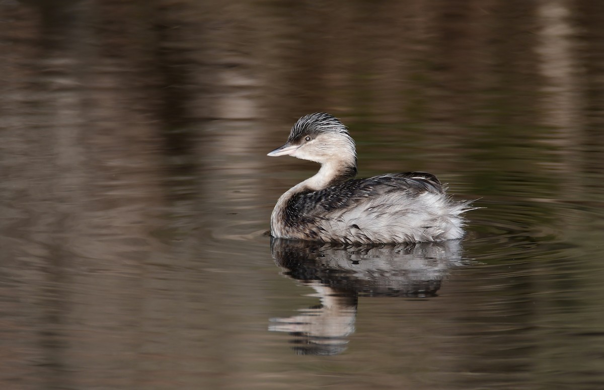 Hoary-headed Grebe - ML645759367